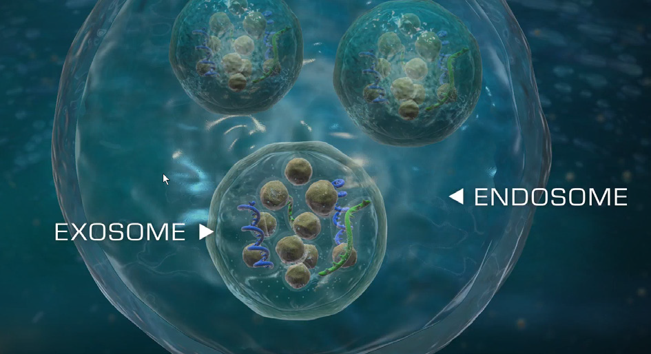 Exosome and Endosome | Ziering Medical | West Hollywood CA, Newport Beach CA, New York NY, Greenwich CT, Las Vegas NV
